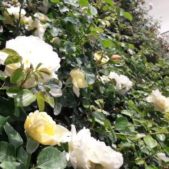 Trandafir cu parfum intens - Trandafiri - Lemon™ - 